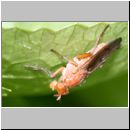 Sciomyzidae sp - Hornfliege 01c 8mm.jpg